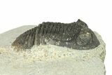 Bargain, Hollardops Trilobite Fossil - Ofaten, Morocco #287458-3